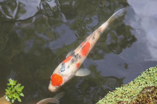 錦鯉の泳ぐ池 錦鯉の泳ぐ池の写真