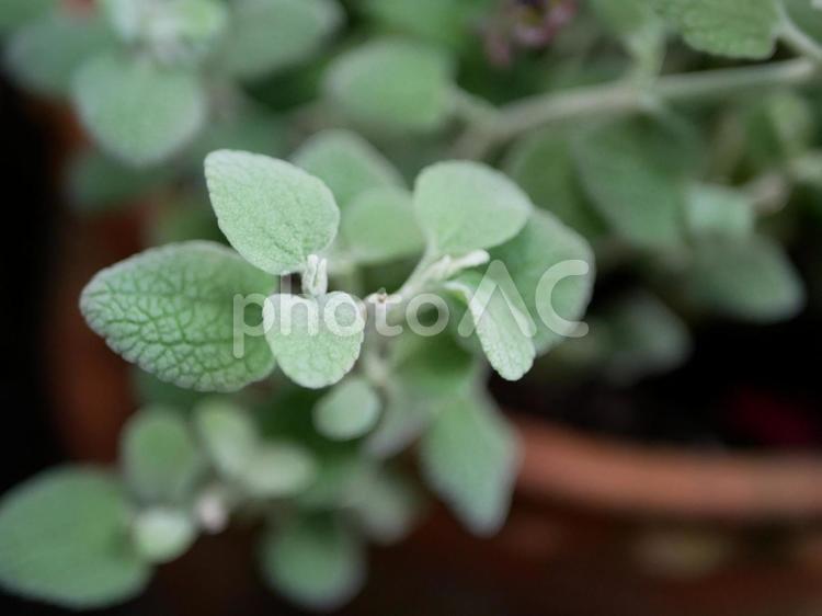 バロータ　上からクローズアップ バロータ,バロタ,ヴァロータの写真素材