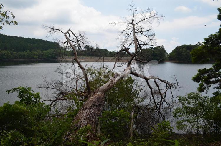 朽ち木  　 朽ち木,湖,池の写真素材