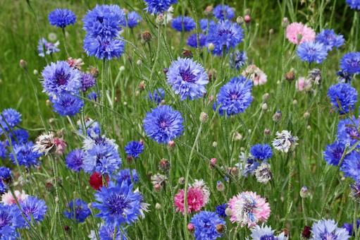 ヤグルマギク・矢車菊 ヤグルマギク・矢車菊 風景マクロ,草花,夏の写真素材