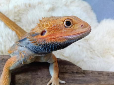 フトアゴヒゲとかげのアップ フトアゴヒゲとかげのアップの写真
