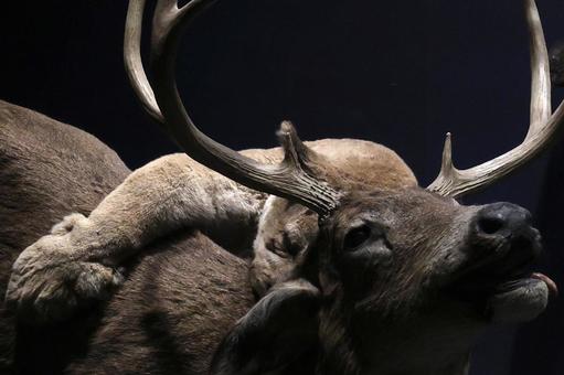 剥製 剥製,動物,自然界の写真素材