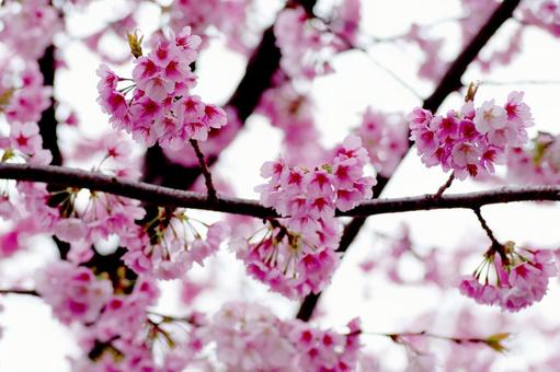 桜  桜,日本,和の写真素材