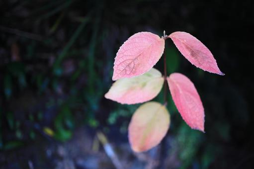 紅葉した美しい葉っぱ 紅葉した美しい葉っぱの写真