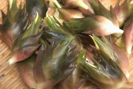 収穫した新鮮なミョウガ 収穫した新鮮なミョウガ ミョウガ,茗荷,みょうがの写真素材