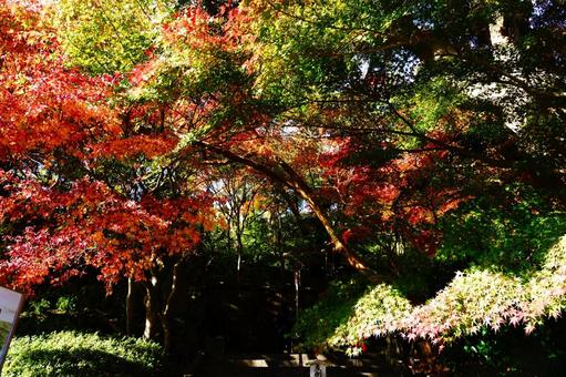 秋の森を彩る紅葉 秋の森を彩る紅葉の写真