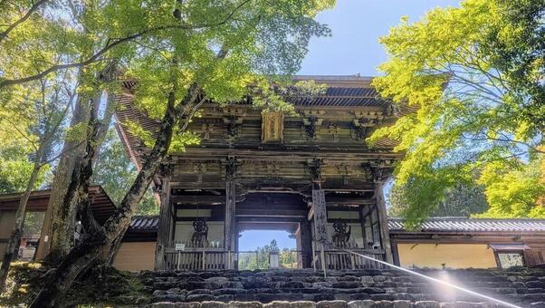 ​青もみじに包まれる神護寺の楼門 神護寺,高雄,高尾山の写真素材
