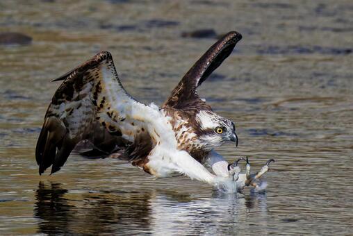 爪が水面に付くミサゴ ミサゴ,鶚,ウオタカの写真素材