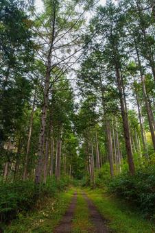 山道 山道 登山,登山道,山道の写真素材
