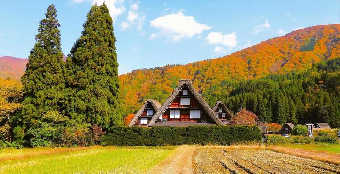 秋色に染まる世界遺産 白川郷合掌作り 合掌造り,白川郷,世界遺産の写真素材