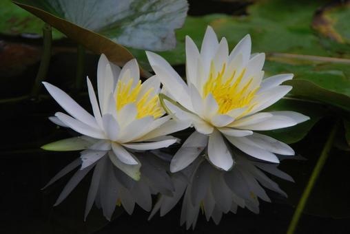 Water Lily, JPG Water Lily, JPG