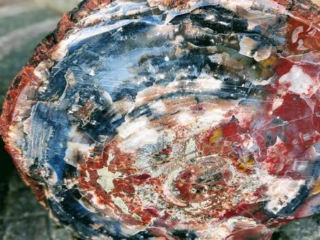 Photo, guihua wood, keikaboku, fossil wood, 