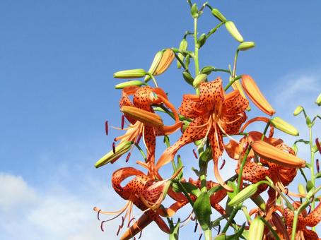 花 植物 花 植物 ユリ,鬼百合,オレンジ色の写真素材