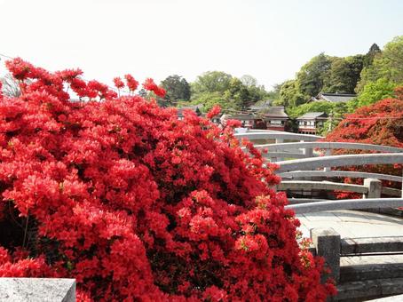 Vividly blooming azalea flowers (close-up), JPG Vividly blooming azalea flowers (close-up), JPG