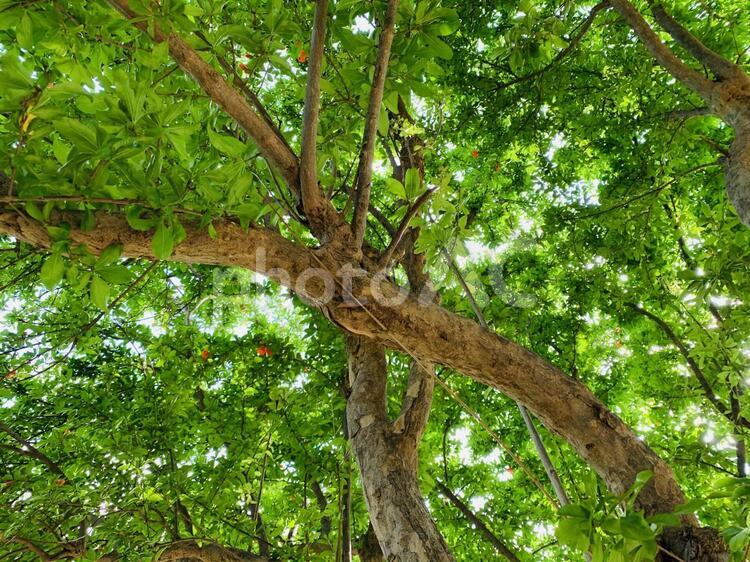 木漏れ日 木,葉,木材の写真素材