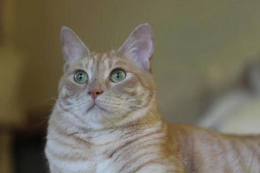 見つめる猫 見つめる猫の写真