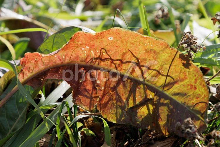 風に揺れる赤く色づいた野草の葉脈 冬,秋の風景,枯れの写真素材