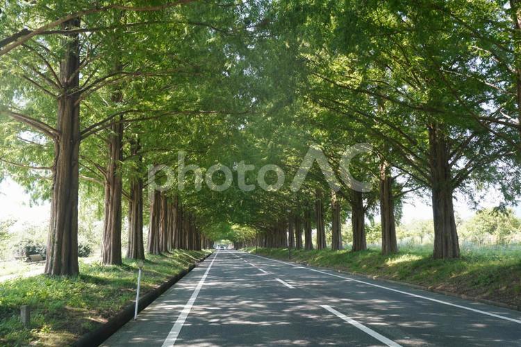 新緑のメタセコイヤ並木道 道路,木,風景の写真素材