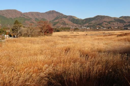 仙石原のススキ 仙石原,すすき,ススキの写真素材