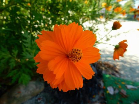 【花の写真】コスモス 【花の写真】コスモスの写真