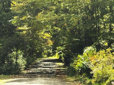 緑の小道 緑,小道,道の写真素材