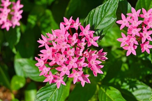 ピンクのペンタスの花 ピンクのペンタスの花の写真