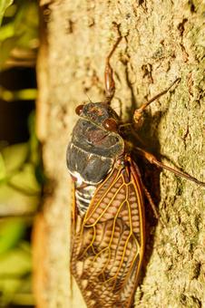 木にとまるアブラゼミ 木にとまるアブラゼミ セミ,蝉,昆虫の写真素材