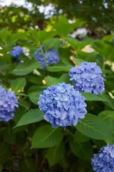 青い紫陽花 青い紫陽花の写真