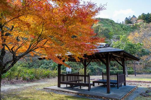 モミジの紅葉⒀ 葉,秋,モミジの写真素材