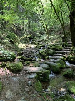 苔岩と流れの美しい渓谷の夏景色 渓谷,渓流,清流の写真素材