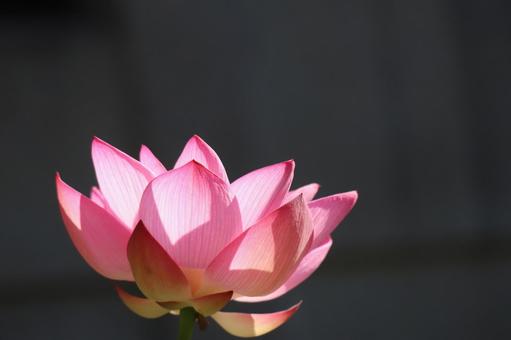 ピンクの花びらの光のあたる蓮の花のアップ ピンクの花びらの光のあたる蓮の花のアップの写真
