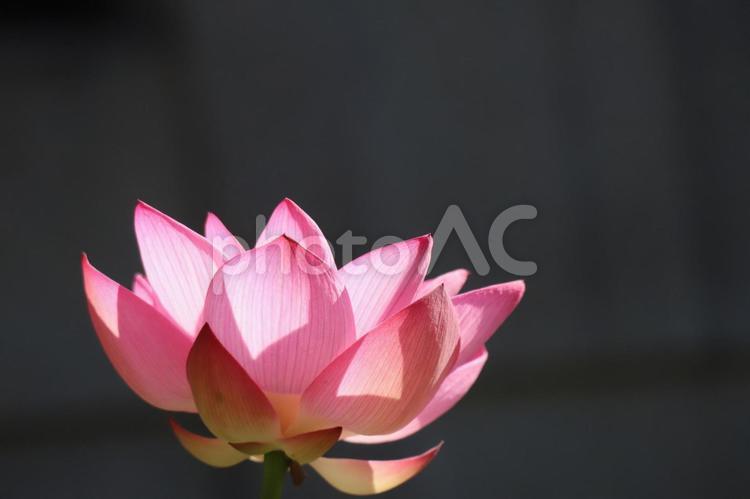 ピンクの花びらの光のあたる蓮の花のアップ ピンク,花びら,光の写真素材