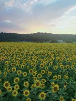 夕日とひまわり畑 夕日とひまわり畑 向日葵,ひまわり畑,夏の写真素材