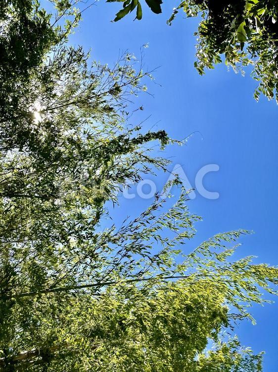 笹と青空を見上げる 001 笹,竹,竹林の写真素材