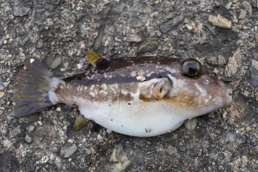 釣魚　キタマクラ ・毒魚 キタマクラ,魚釣り,フグの写真素材