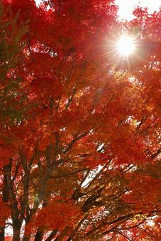 紅葉　妙高高原　いもり池 秋,自然,湖の写真素材