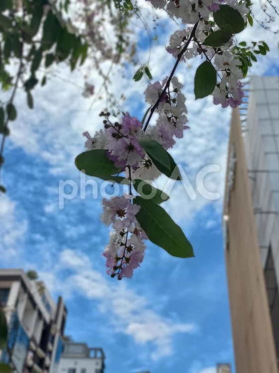カンボジアの「桜」と高層ビルと青空 花,サルスベリ,オオバナサルスベリの写真素材