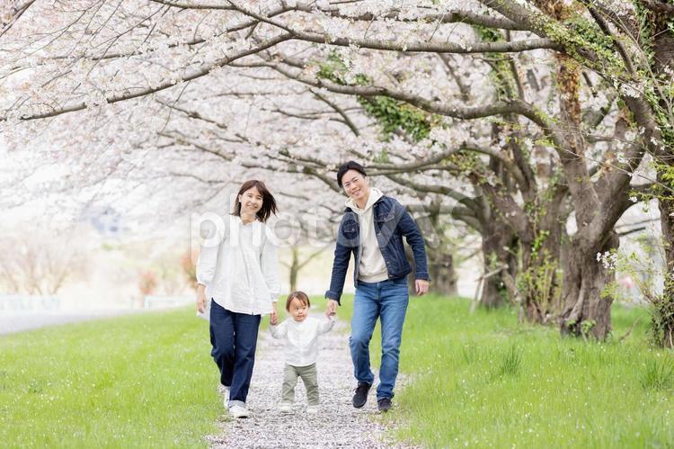 桜の咲く公園を歩く家族 桜,人物,男性の写真素材