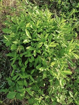 樹の実から生えた芽 樹の実から生えた芽の写真