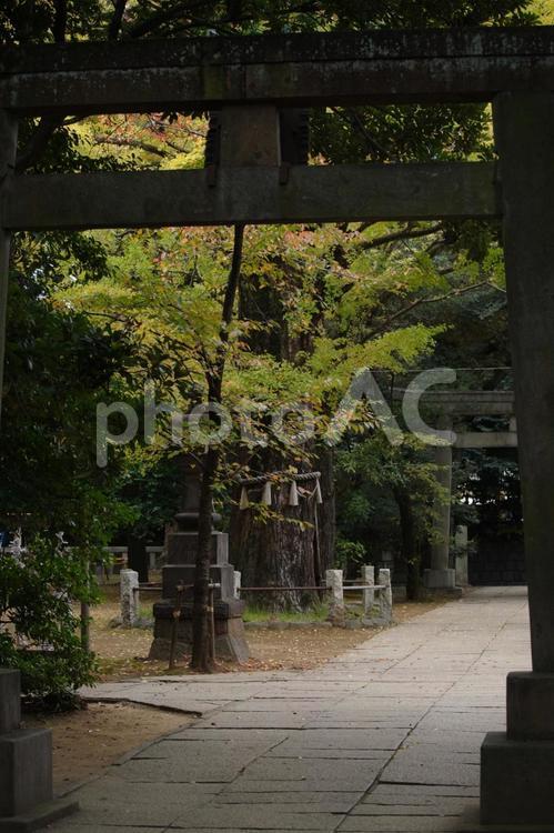イチョウが色づいた東京赤坂氷川神社の境内 イチョウ,紅葉,境内の写真素材