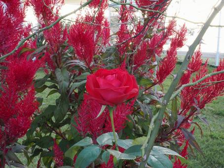赤い薔薇を撮った写真です 赤い薔薇を撮った写真です 花,薔薇,自然の写真素材