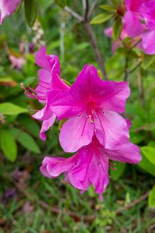 ツツジ ツツジの写真