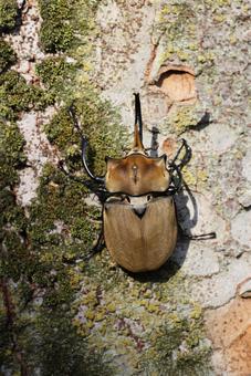 エレファスゾウカブト エレファスゾウカブト,カブトムシ,甲虫の写真素材