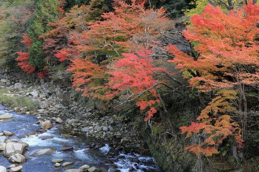 奥津渓紅葉　７ 渓谷,奥津渓,紅葉の写真素材