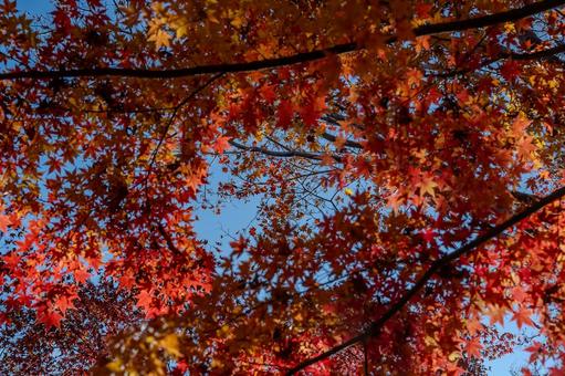 紅葉 紅葉の写真