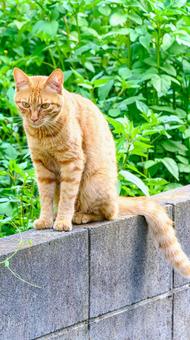 Cat sitting on a block wall, JPG Cat sitting on a block wall, JPG