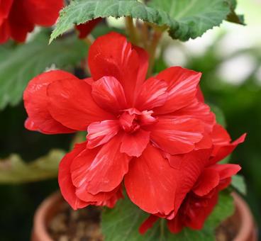 赤い大輪のベゴニアが気に入りました ベゴニア,植物,綺麗の写真素材