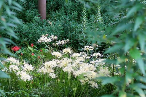 [秋]彼岸花の写真