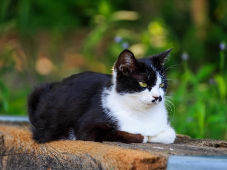 海の公園に居るハチワレ猫です。 海の公園に居るハチワレ猫です。 猫,野良猫,地域猫の写真素材