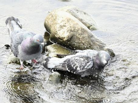 水浴びをするハト 水浴びをするハトの写真